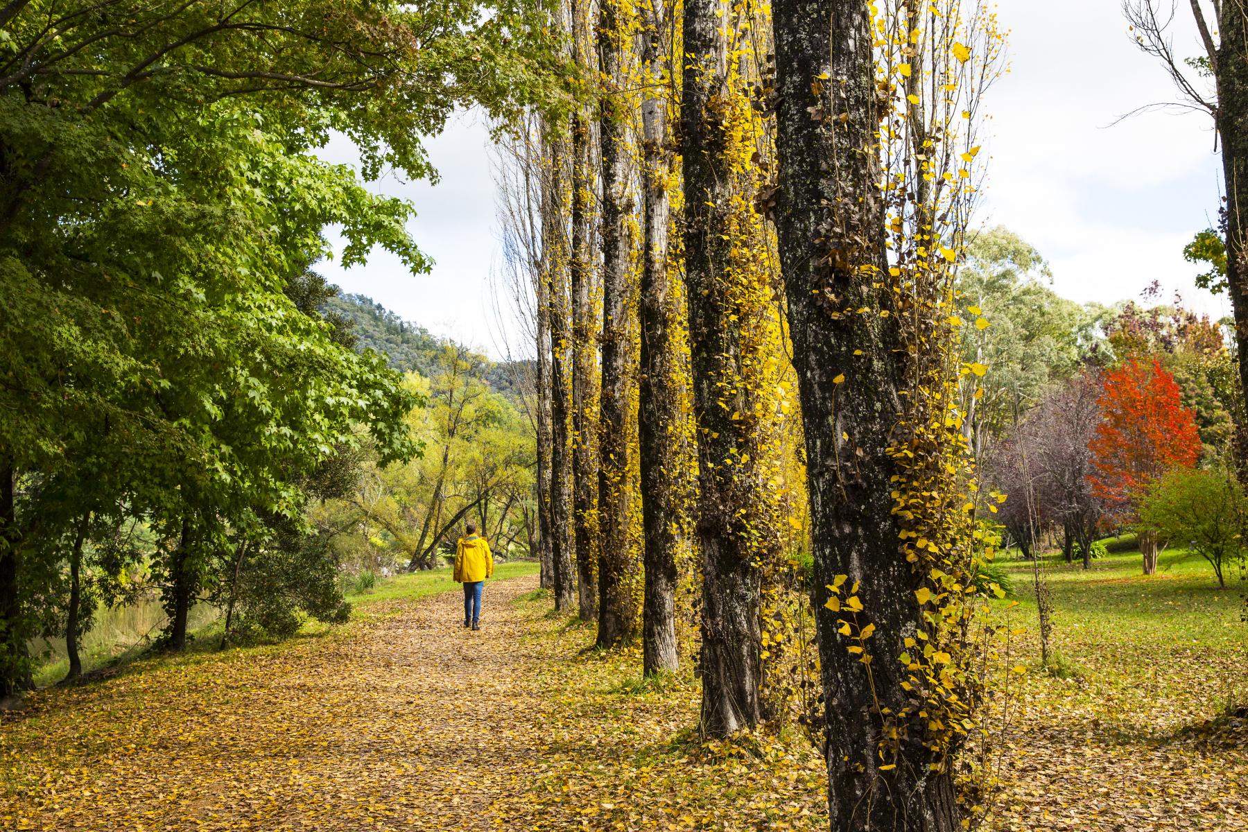 Autumn leaves in Bright by Visit Victoria